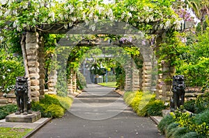 Garden alley, arch with blooming wisteria flowers