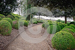 A garden alley with clipped boxwood