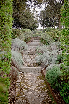 A garden alley with clipped boxwood