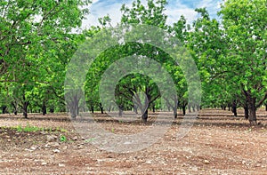 garden of almond trees in the upper Galilee Israel