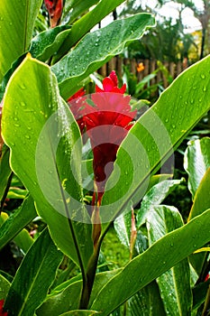 Garden with the Alpinia purpurata plant, also known as red ginger. Plants and flowers