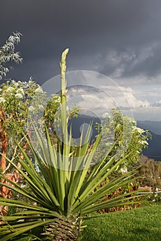 Garden at an altitude of 2000 meters. Colonia tovar, Venezuela.