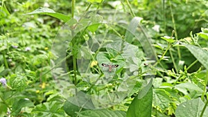 Garden amata huebneri moth on the green leaves.