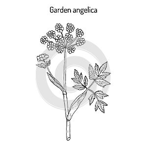 Garden angelica Angelica archangelica , or wild celery