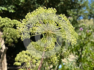 Garden angelica / Angelica archangelica / Wild celery, Norwegian angelica, Erz Engelwurz, Arznei-Engelwurz, Echte Engelwurz,