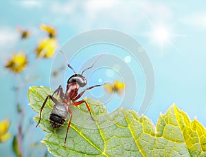 Garden ant catching sun beam