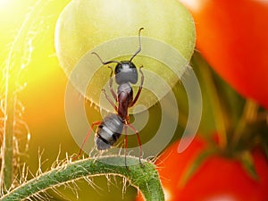 Garden ant checking tomatos