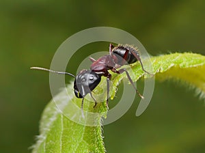 Garden ant on a leaf