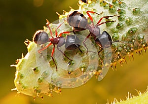 Garden ants on cucumber