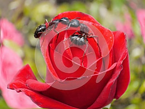 Garden ants kissing on rose