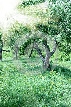 Garden of apple-trees
