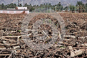 The garden in arab village close Najran, Asir region, Saudi Arabia