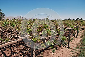 The garden in arab village close Najran, Asir region, Saudi Arabia