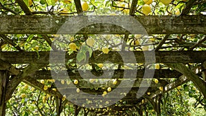 Garden Arbor With Yellow Lemons on Latticework photo