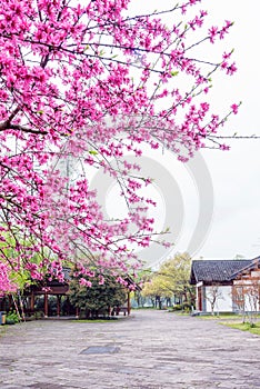 Garden architecture and The peach blossom