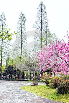 Garden architecture and The peach blossom