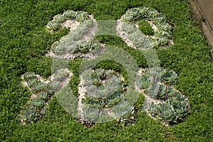 Garden art. garden design. 20 YRS natural abstract