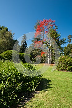 Garden in Auckland Domain.