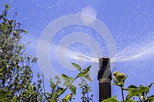 Garden automatic Irrigation system bubbler watering flowerbed.