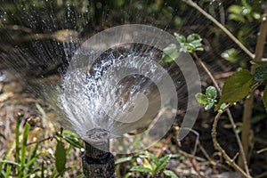 Garden automatic Irrigation system bubbler watering flowerbed.