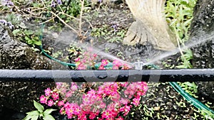 Garden automatic watering system and pipe.