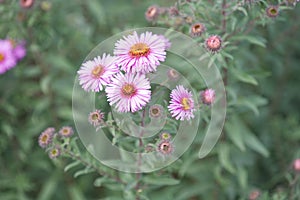 Garden autumn flowers