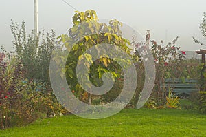 Garden autumn foggy morning