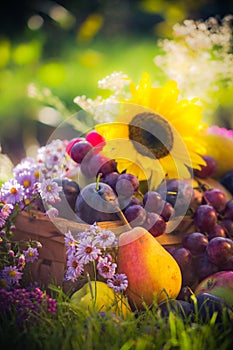 Garden autumn harvest fruit grass sunset