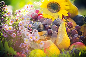 Garden autumn harvest fruit grass sunset