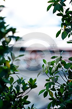 garden background blur and bokeh. green backdrop.