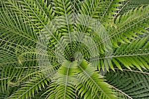 Garden background - plant closeup of exotic fern leaves photo