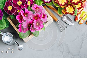 Garden background. Primula flowers and gardening tools on gray stone background, top view