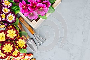 Garden background. Primula flowers and gardening tools on gray stone background, top view