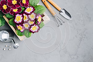 Garden background. Primula flowers and gardening tools on gray stone background, top view