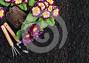 Garden background. Primula flowers and gardening tools on soil background, top view