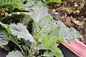 The beautiful foliage of Brassica oleracea growing in the vegetable garden photo