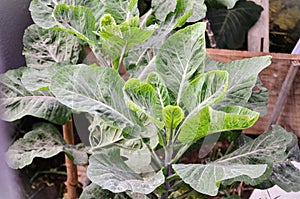 Brassica oleracea growing in the vegetable garden photo