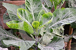 A Brassica oleracea plant growing in the vegetable garden photo