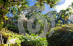 The garden of Balata, Martinique island, French West Indies. photo