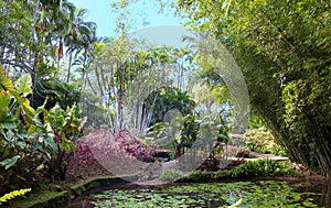 The garden of Balata, Martinique island, French West Indies. photo