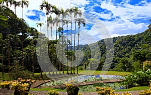 The garden of Balata, Martinique island, French West Indies. photo