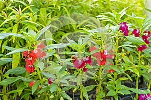 Garden Balsam Impatiens Balsamina Linn flower photo