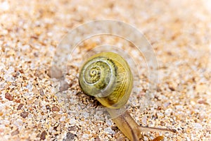 Garden banded snail