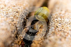 Garden banded snail