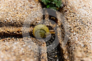 Garden banded snail