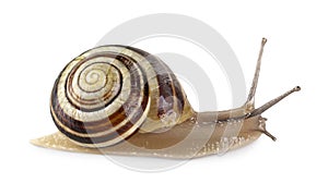 Garden banded snail