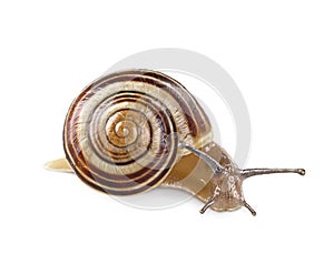 Garden banded snail