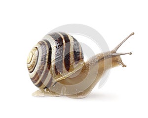 Garden banded snail