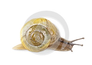 Garden banded snail