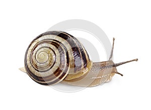 Garden banded snail